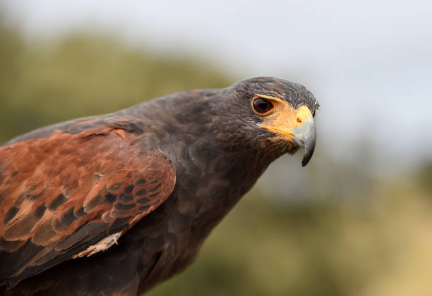 istock Eagle of harris 1185499468
