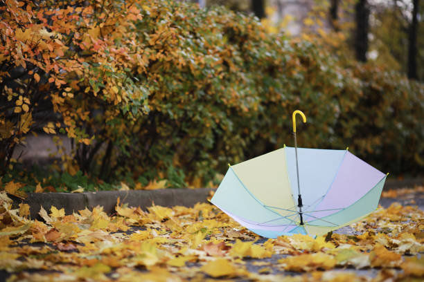 yellow umbrella on colourful wet leaves bad weather fall autumn concept