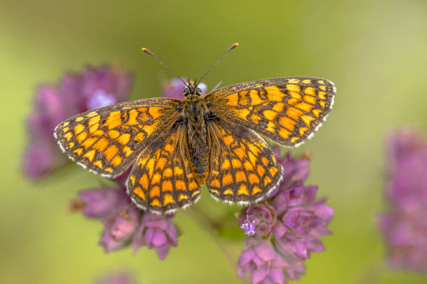 istock Meadow fritillary butterfly 1185500568