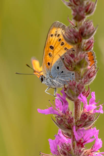 istock Large copper on purple loosestrife 1185500709