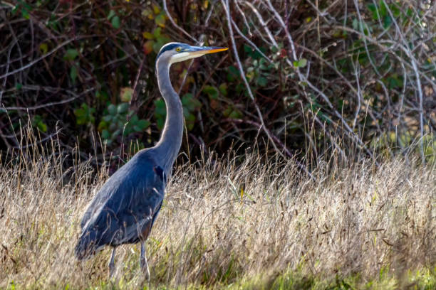 istock Great Blue Heron in a park 1185501649