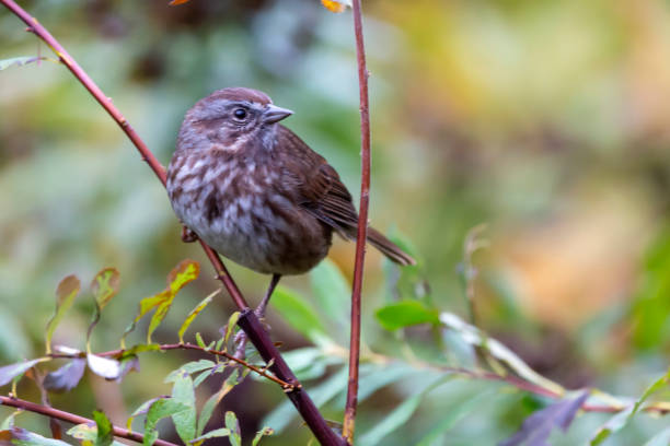 istock Song Sparrow perched on a branch 1185501682