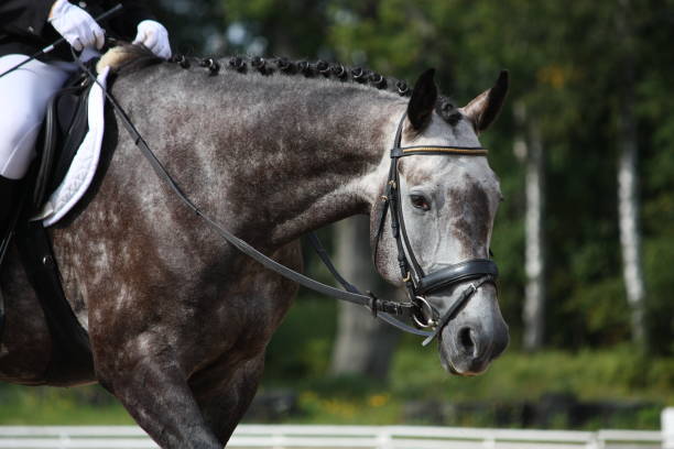istock Gray sport horse portrait 1185502127