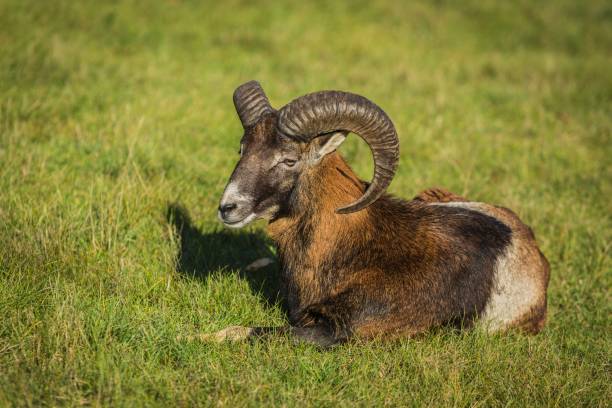 istock A young brown and white European mouflon 1185502753