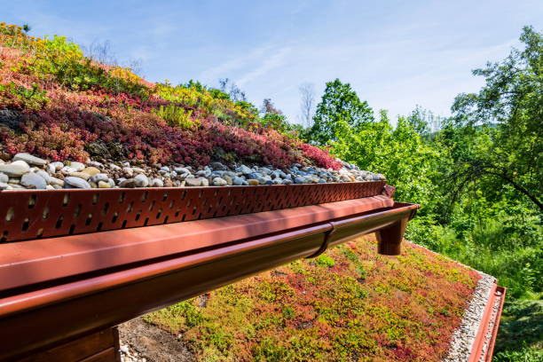 Extensive green ecological living sod roof covered with vegetation mostly sedum sexangulare, also known as tasteless stonecrop stock photo