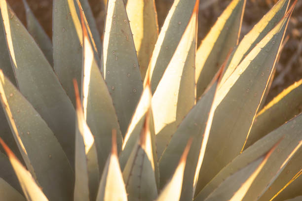 istock Desert Cactus in Sedona Arizona 1185504369