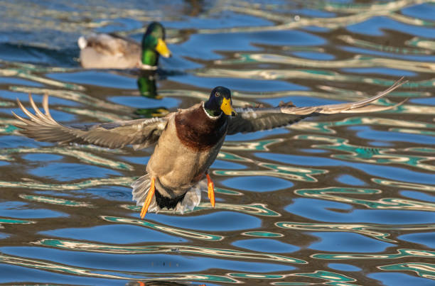 Landing mallard drake in front of colorful water reflections.