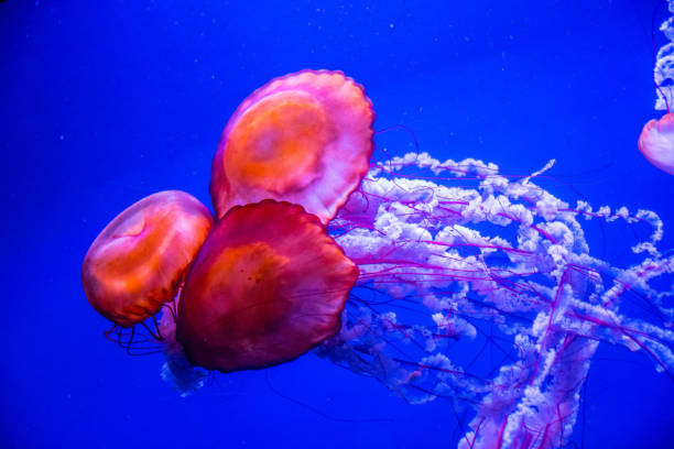 medusa che galleggia nell'acqua - phosphorescence foto e immagini stock
