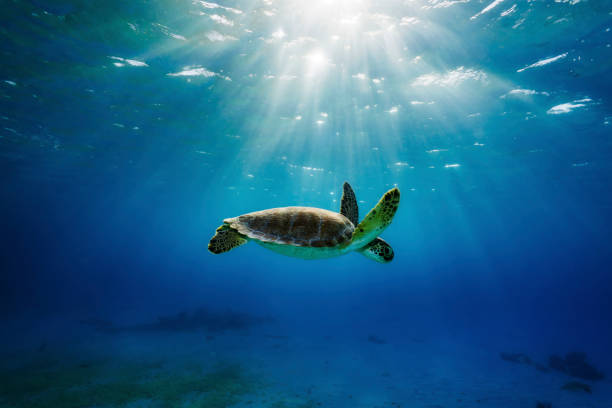 istock Green Sea Turtle in Sun Rays 1185505661