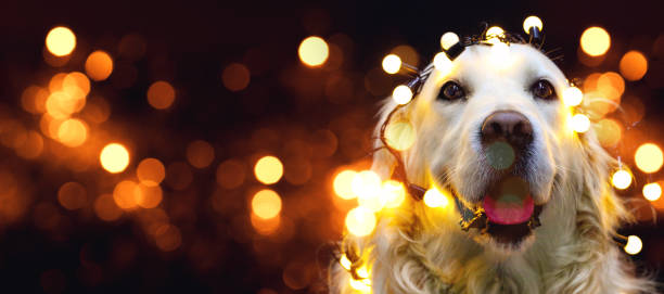 istock Golden retriever dog with red hat 1185507045
