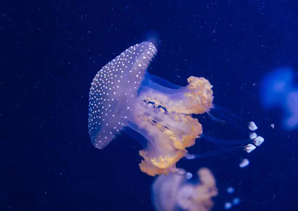 Photo of Jellyfish in the deep blue ocean with bright illuminance