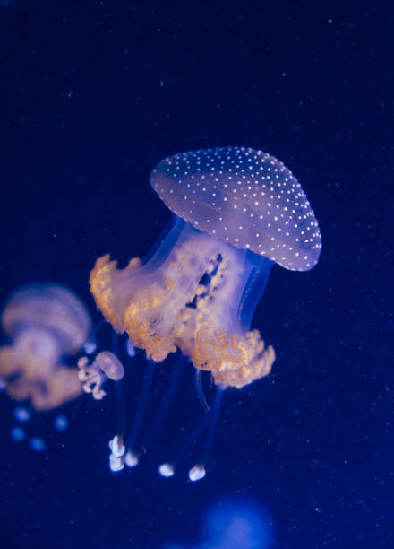 istock Jellyfish in the deep blue ocean with bright illuminance 1185507310