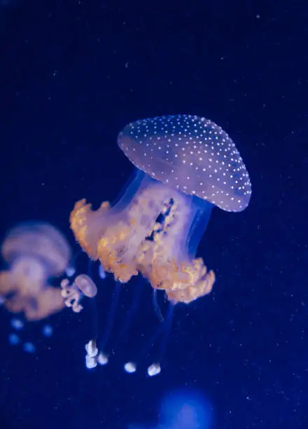 Photo of Jellyfish in the deep blue ocean with bright illuminance