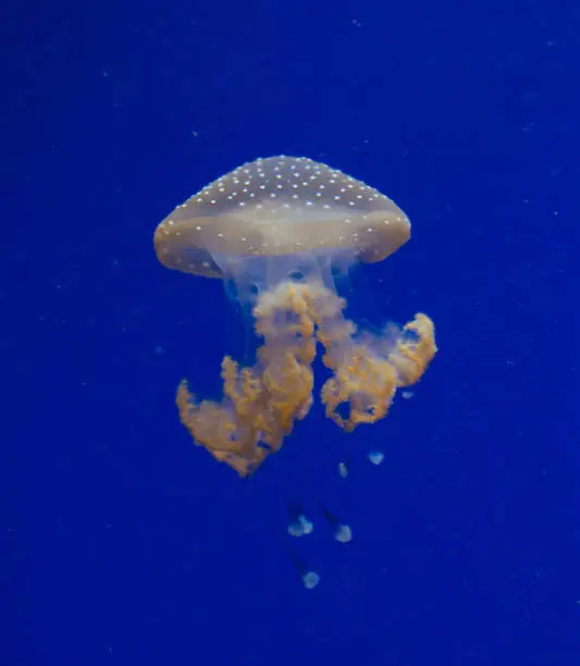 Photo of Jellyfish in the deep blue ocean with bright illuminance