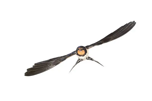 Barn swallow (Hirundo rustica) bird flying on white background