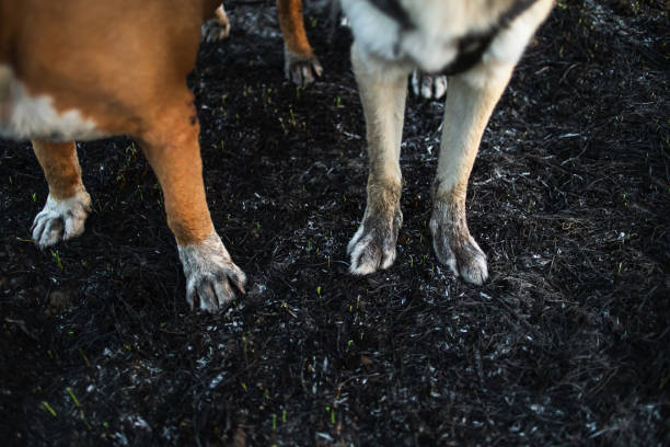 From above crop paws of golden and multicolored dogs in dirt standing on cold ground