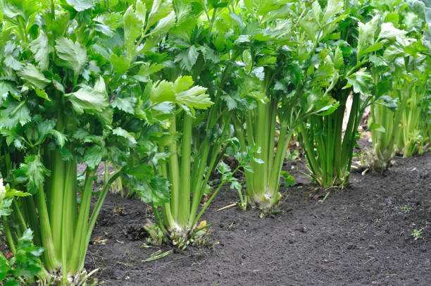 close-up of growing celery plantation stock photo