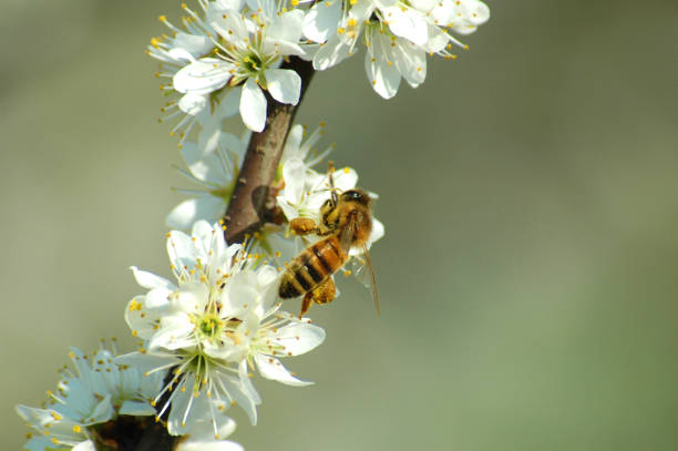 春の白い花から花粉を集めるハイ - beehive rural scene bee outdoors ストックフォトと画像
