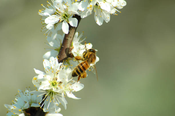 Bee pollinating in a or dog-rose flowers in spring