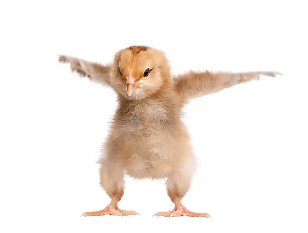 Photo of Araucana Chicken, 8 days old, against white background