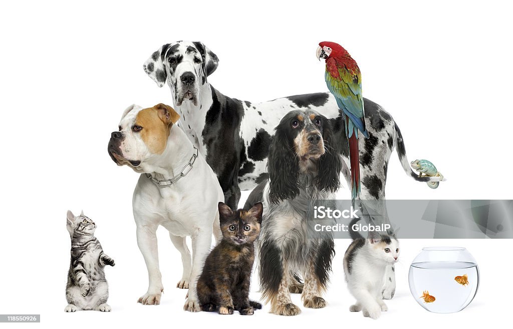 Groupe d'animaux de compagnie debout sur fond blanc - Photo de Chien libre de droits