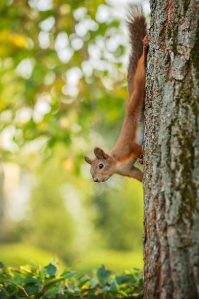istock Squirrel on a tree in the park close-up 1185509738