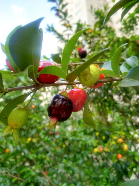 istock Cherry of the Rio Grande 1185510944