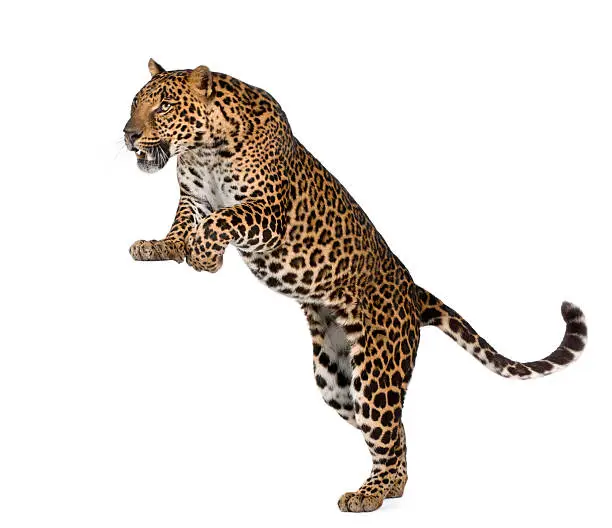 Leopard, Panthera pardus, in front of white background, studio shot.
