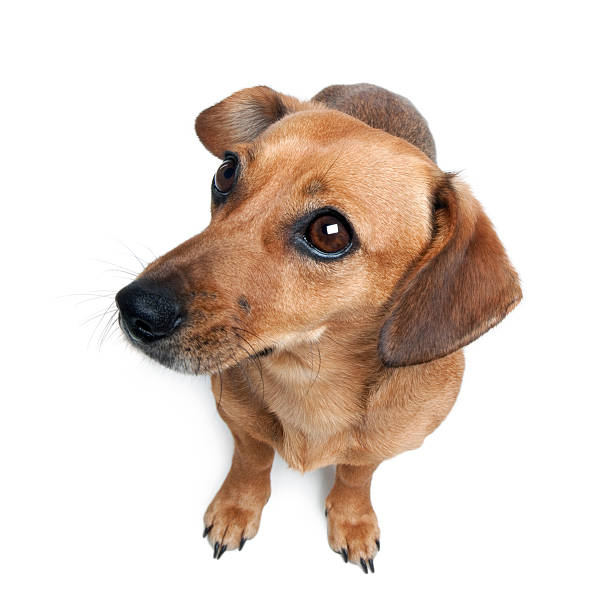 istock Dachshund in front of a white background, studio shot 118551176