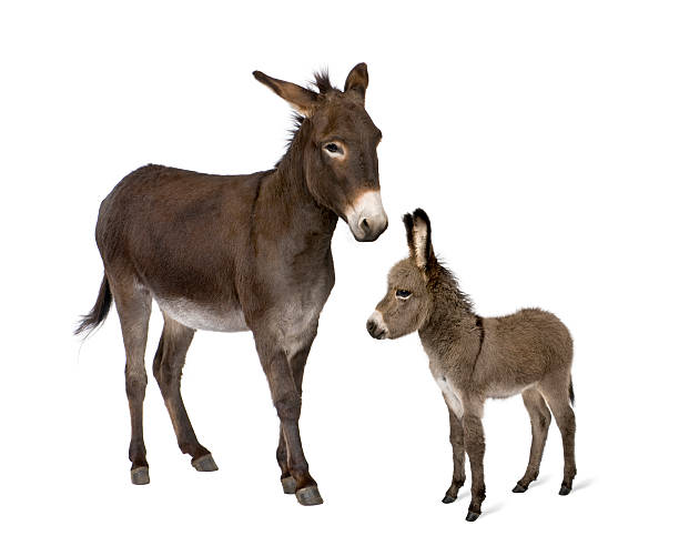 Donkey and his foal in front of white background  foal young animal stock pictures, royalty-free photos & images