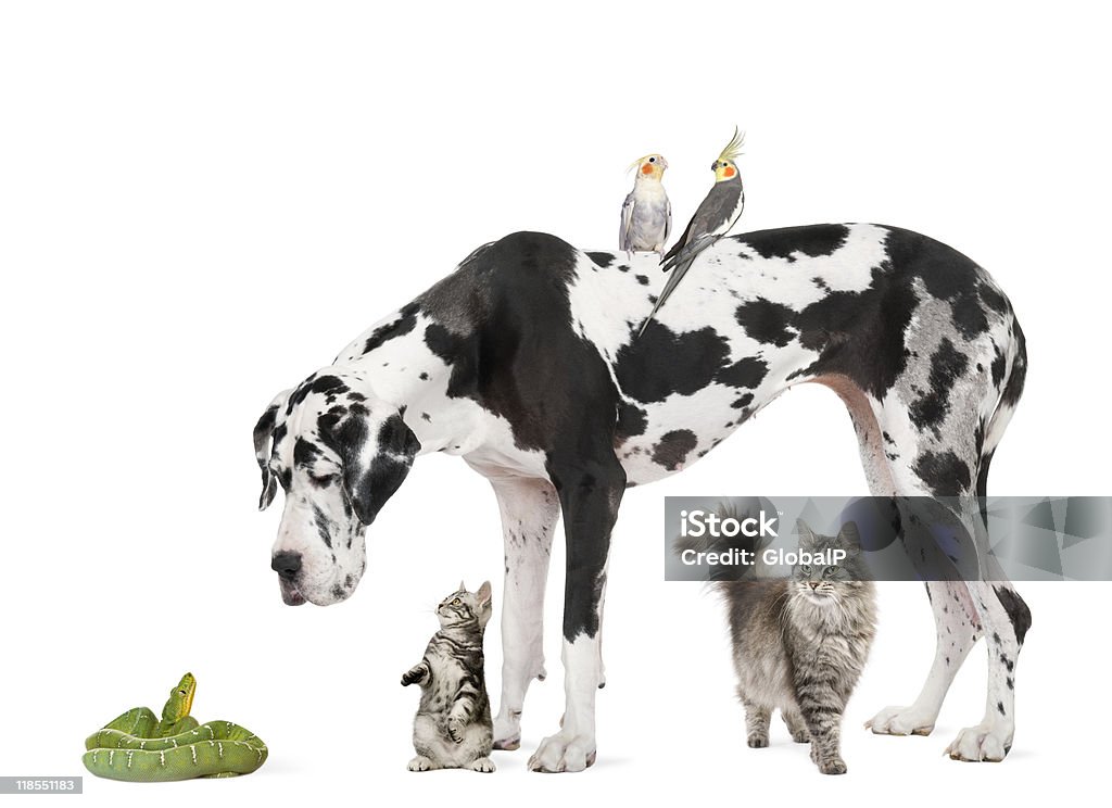 Grupo de mascotas contra fondo blanco - Foto de stock de Gato doméstico libre de derechos
