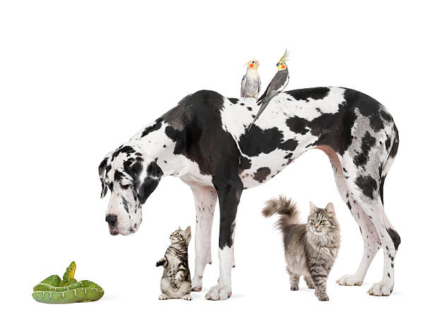istock Group of pets against white background 118551183