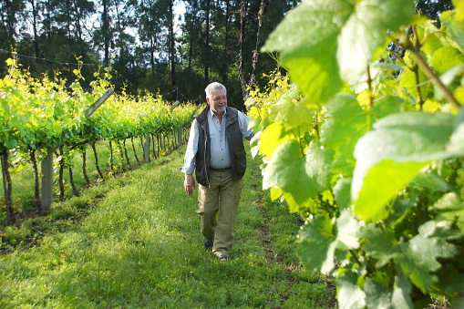 A vintner in a gray overall, a yellow knitted straw hat, and a yellow checkered shirt harvests a vineyard. He holds a black smartphone in his hands and jumps with pleasure in the harvested vineyard after the end of the harvest.