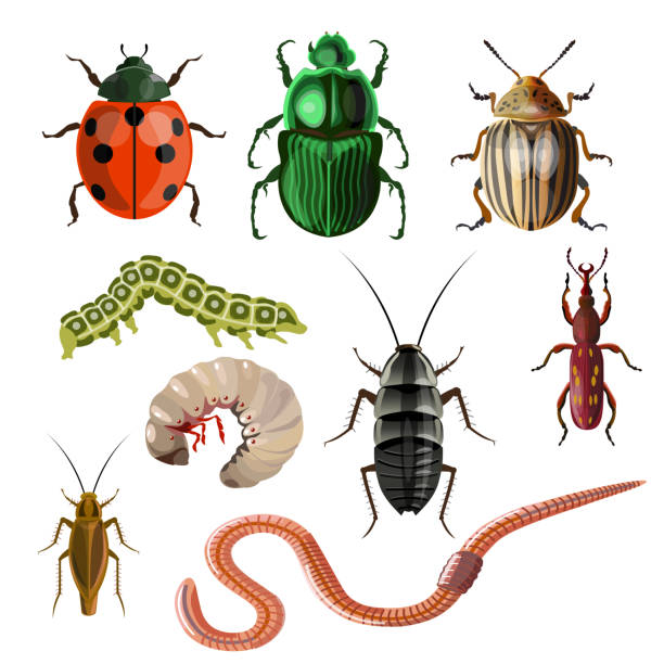 stockillustraties, clipart, cartoons en iconen met set van verschillende insecten en wormen. - kever