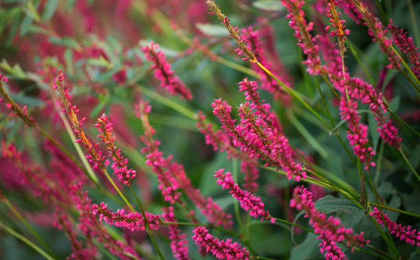 istock Persicaria Amplexicaulis blooms in the park on a summer day. Closeup, selective soft focus. 1185513295