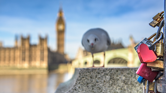 Seagull and love padlocks with Big Ben and Westminster parliament as seen from the South Bank in London