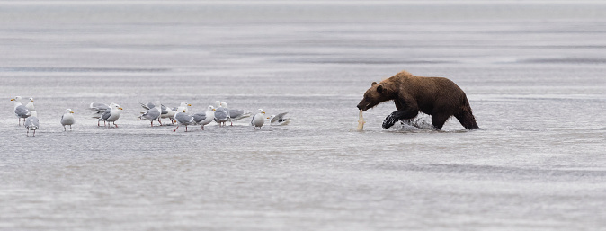 Polar bear walks over ground partially covered by snow while making its way towards Hudson Bay near Churchill, Manitoba