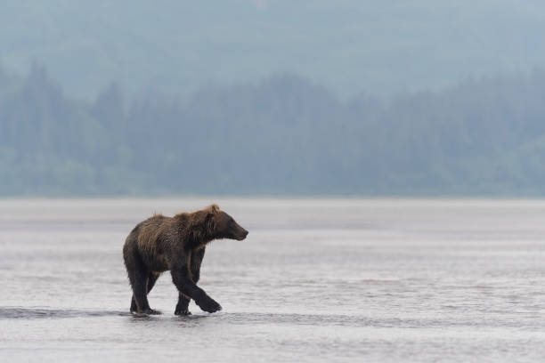 Grizzly fishing in Cook Inlet, Alaska.