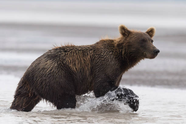 istock Grizzly, brown bear, Ursus arctos, running, Alaska 1185514646