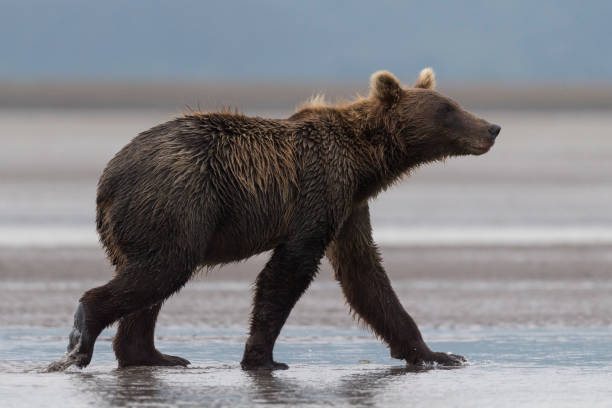 istock Grizzly, brown bear, Ursus arctos, walking, Alaska 1185514771