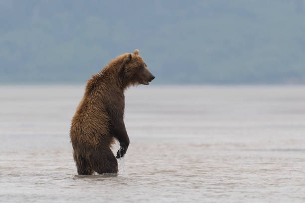 istock Grizzly, brown bear, Ursus arctos, standing up, Alaska 1185514833