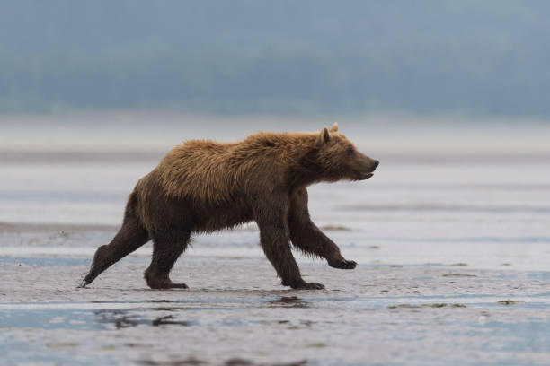 Grizzly, brown bear, Ursus arctos, running, Alaska Grizzly fishing in Cook Inlet, Alaska. brown bear catching salmon stock pictures, royalty-free photos & images