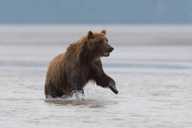 istock Grizzly, brown bear, Ursus arctos, jumping, Alaska 1185514885