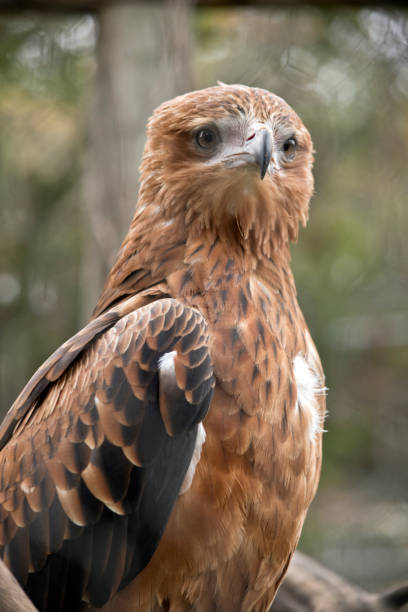 istock this is a close up of a black kite 1185517132