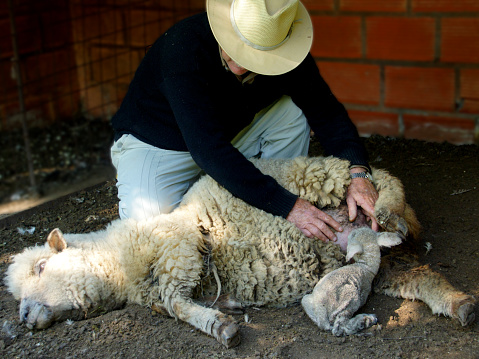 first blowjob of a lamb with help