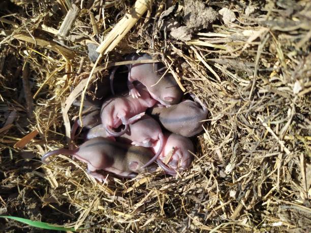 istock Little mouses in a nest of old grass 1185518241