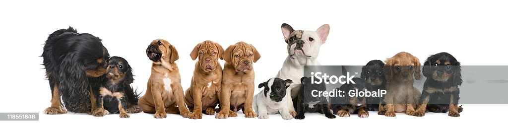 Grupo de cães sentado contra fundo branco - Foto de stock de Cão royalty-free