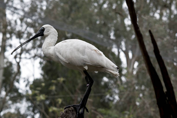istock this is a side view of a royal spoonbill 1185519063