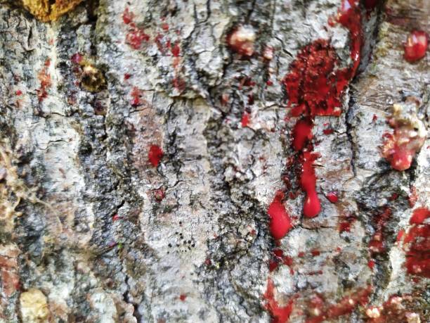 istock Blood splatters on surface tree wood background 1185519564
