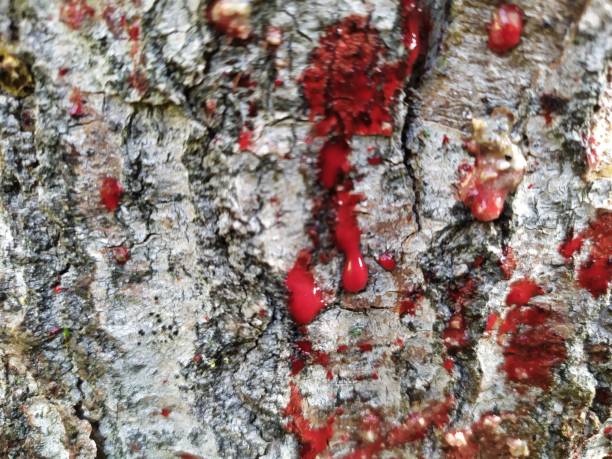 istock Blood splatters on surface tree wood background 1185519577